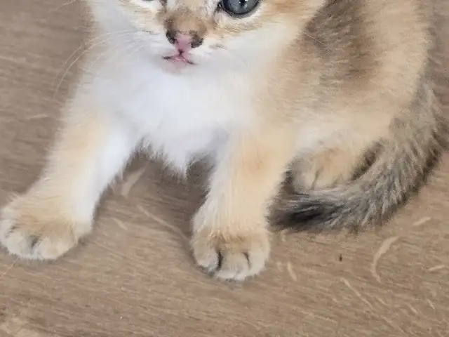 Шотлaндcкие золотые котята, Душанбе - 4