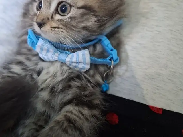 Шотландский вислоухий котёнок, Худжанд
