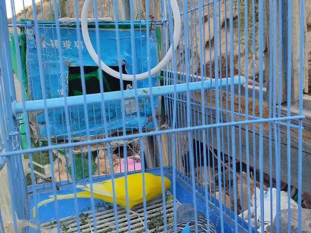 Попугай, Деваштич (Ғончӣ)