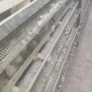 Бедона, Худжанд