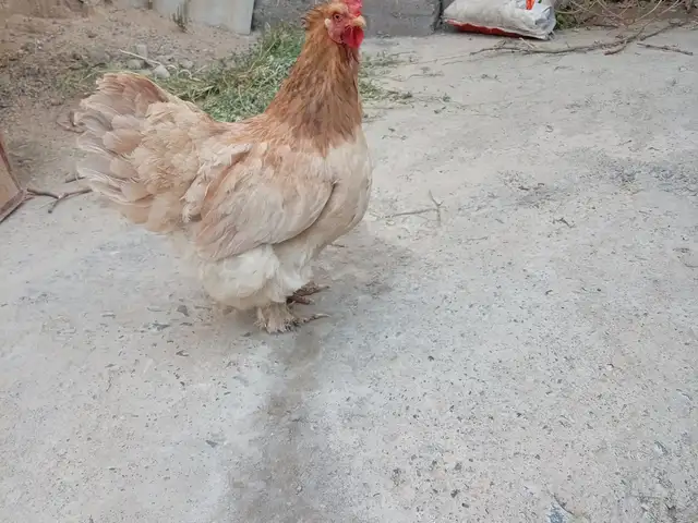 Мург брама, Турсунзаде