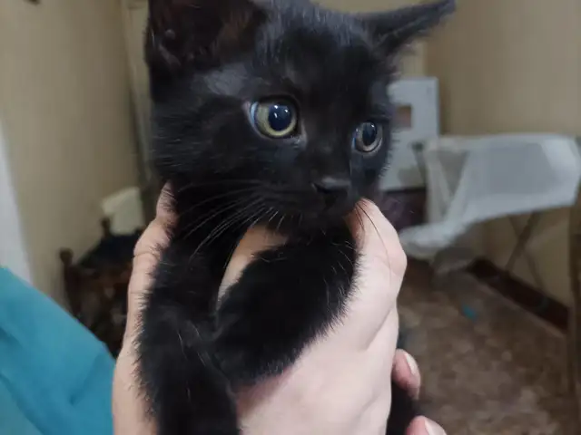Котята, Душанбе