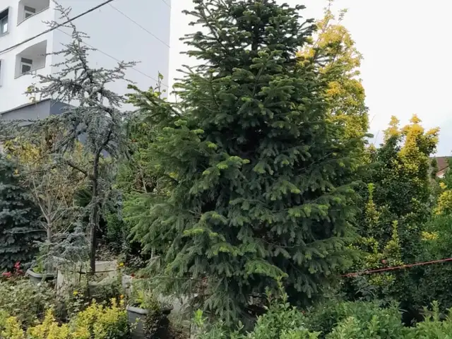 Зелёная Ель, Душанбе