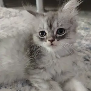 Котята, Худжанд