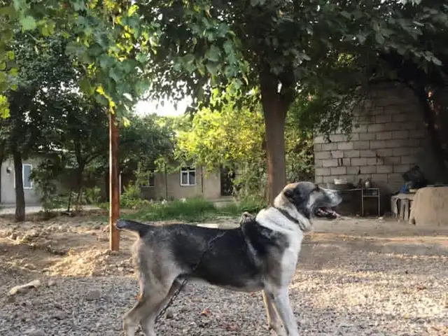 Алабай, Душанбе