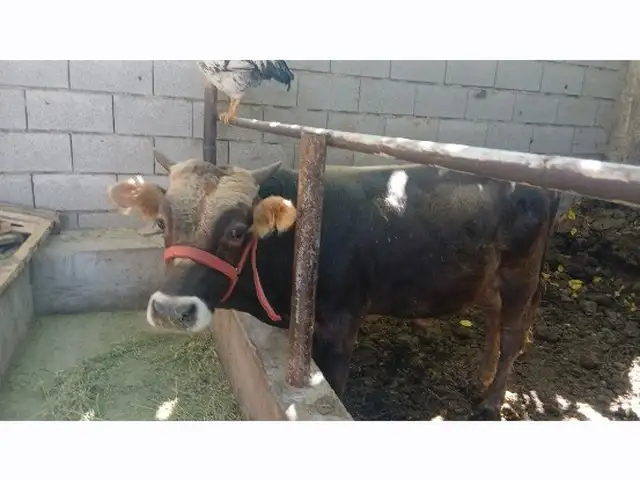 Бука, Хуҷанд