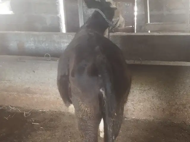 Гуночин, Ҳисор