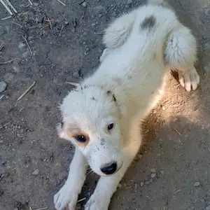 Саги алабай, Канибадам