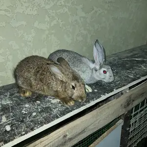 Харгуш, Душанбе