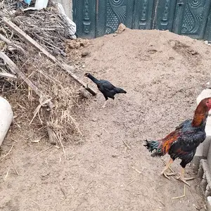 Дакан, Душанбе