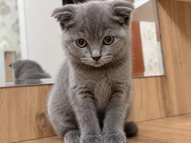 Шотландские вислоухие котята, Душанбе - 6