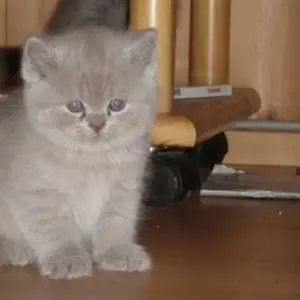 Чистокровная шотландская кошка, Душанбе