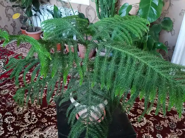 Араукария, Душанбе