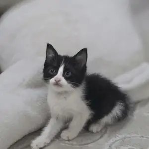 Шотландские вислоухие котята, Душанбе