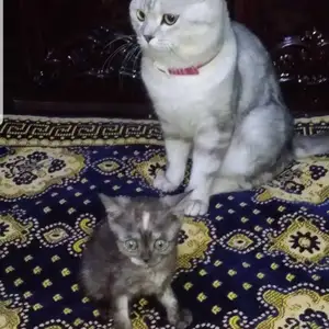 Кот британский шиншилла, Душанбе