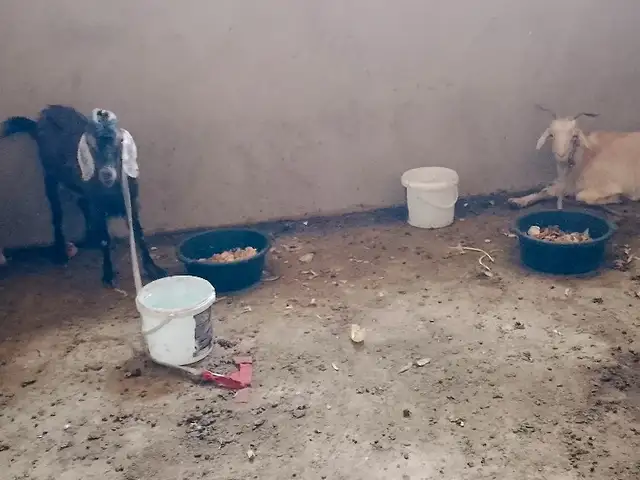 Козы, Душанбе