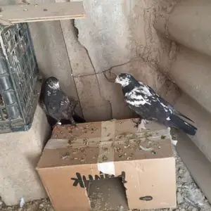 Кафтар, Хуросон