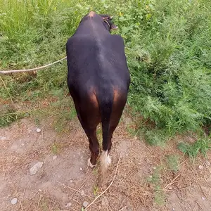 Бука, Худжанд