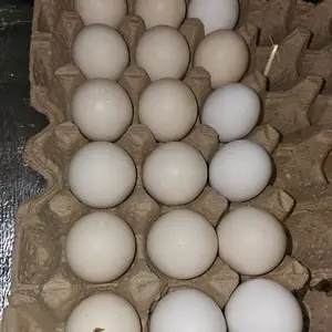Тухми хонаги мурги точики чалиш, Душанбе
