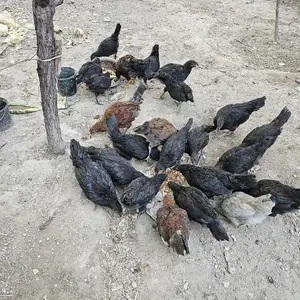 Чучахо, Худжанд