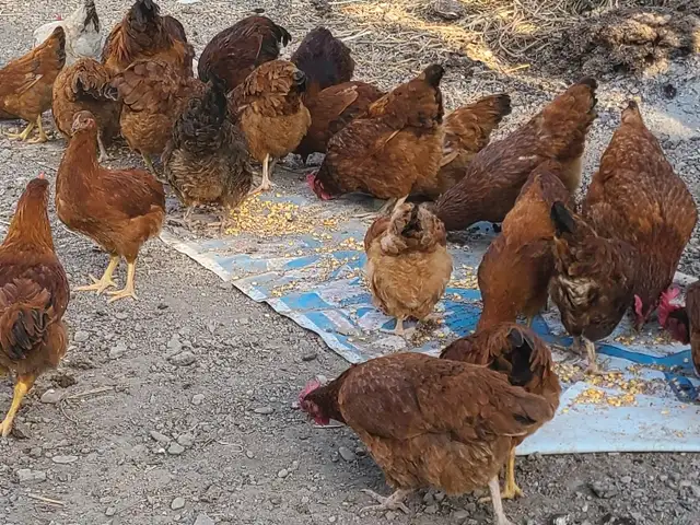 Мург, Панҷакент