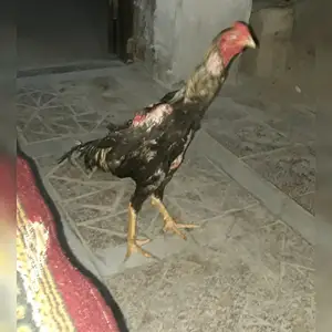 Дакан, Худжанд