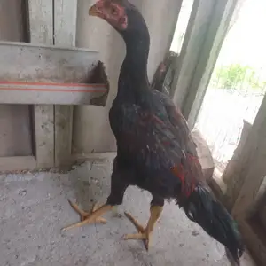 Хурус, Вахдат