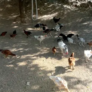 Мург, Душанбе