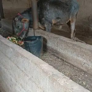 Бука, Гиссар