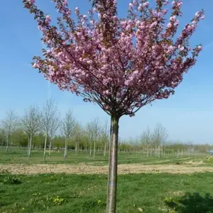 Канзан, Душанбе