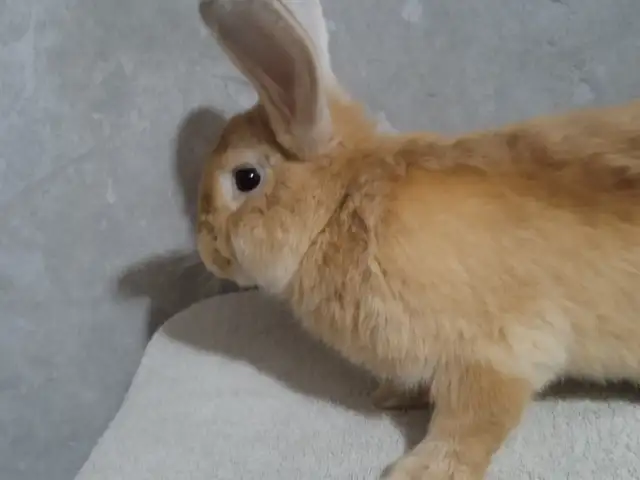 Харгуш, Худжанд
