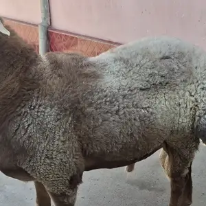 Гусфанд, Худжанд
