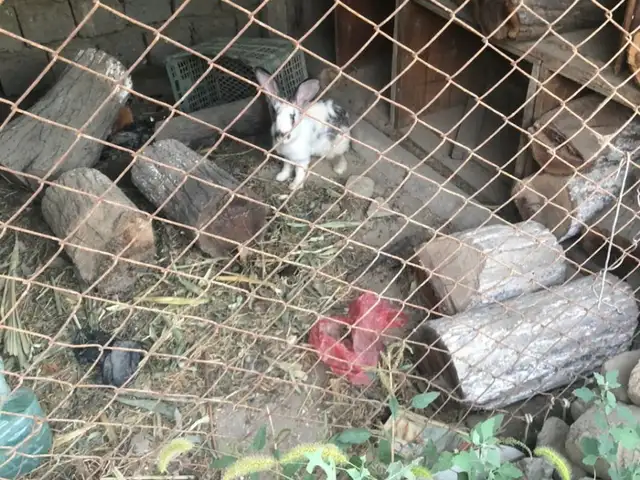 Харгуш, Хуҷанд