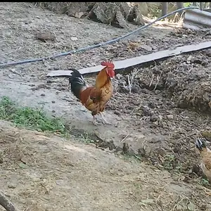 Хуруз, Вахдат