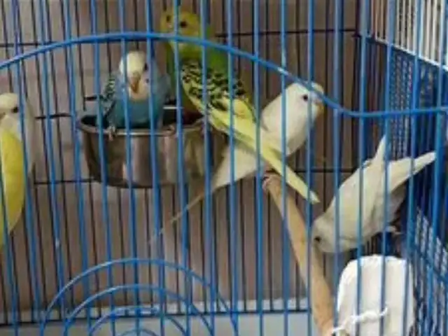 Попугай, Душанбе