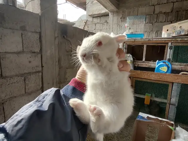 Кролик, Душанбе