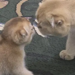 Шотлaндcкие золотые котята, Душанбе