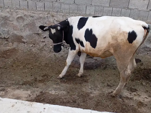 Гуночин, Худжанд