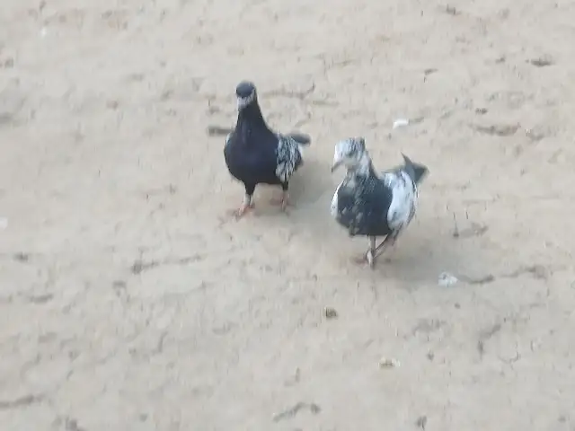 Кафтар, Душанбе