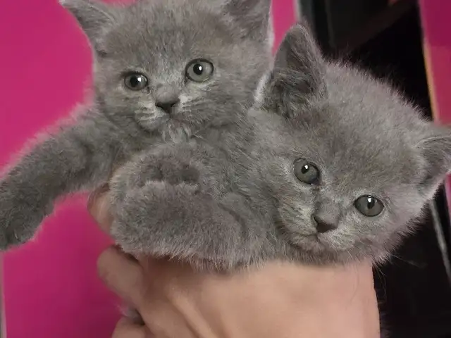Шотландский кошка, Канибадам