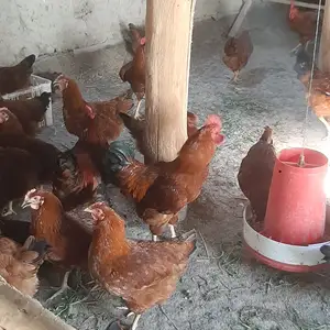 Мургхои ломан браун ЮК, Худжанд