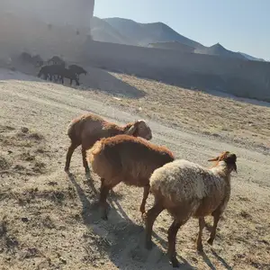 Кушкор, Худжанд