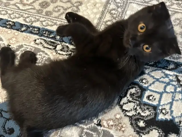 Вислоухий котёнок, Душанбе
