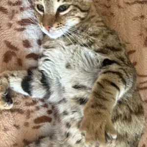Смешанная бенгальская кошка, Душанбе