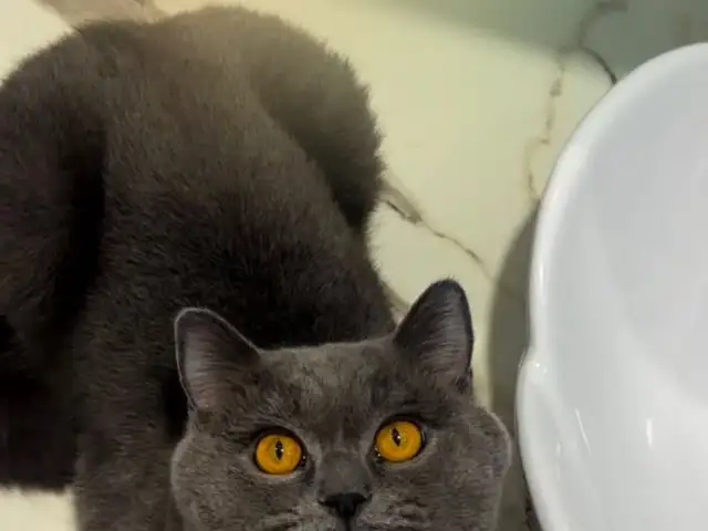 Чистокровный шотландский кот на вязку, Душанбе