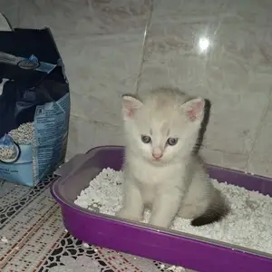 Шотландский вислоухий кот, Душанбе
