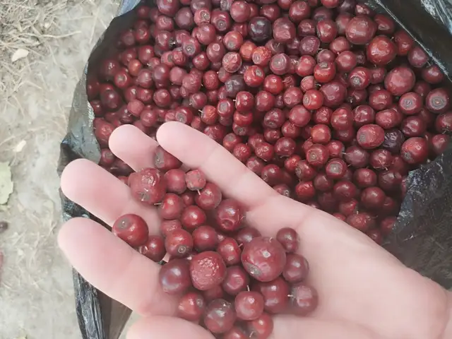 Челон, Кӯлоб
