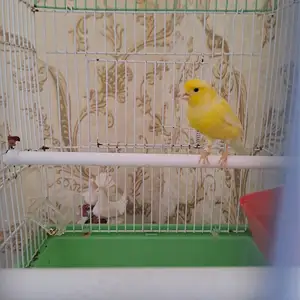 Канарейка, Худжанд