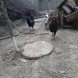Хурӯз, Худжанд
