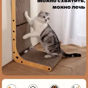 Когтеточка, Душанбе